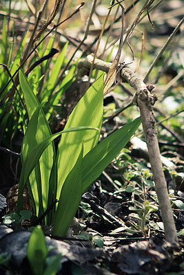 Banner Bärlauch und andere schmackhafte Frühlingskräuter