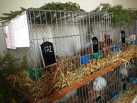 Banner B642 Gruppenschau Parkstetten 